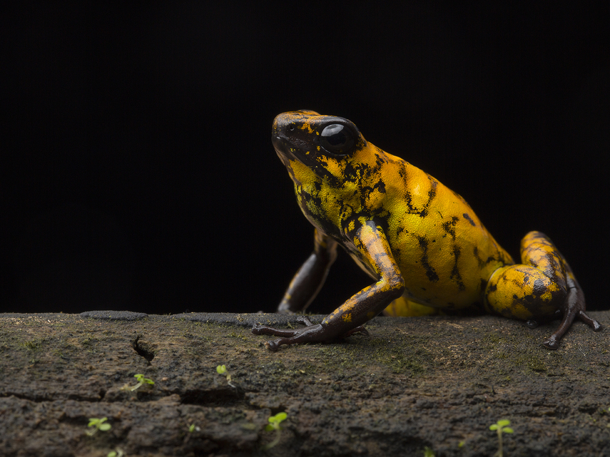 ¡Ayúdanos a salvar el Chocó!